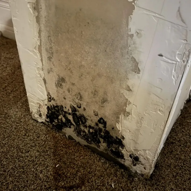 Professional Mold Removal in Collinsburg, PA